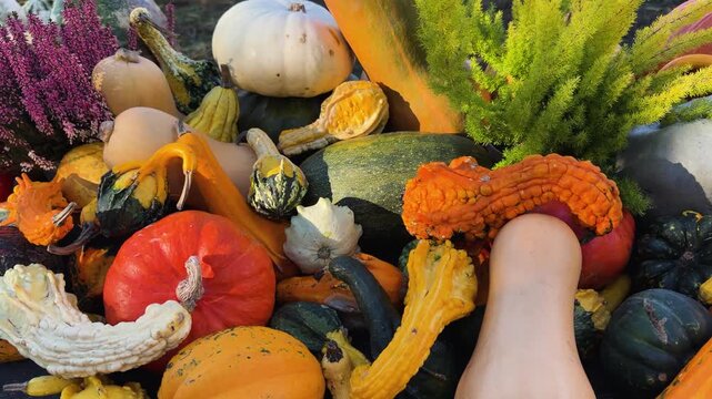 pumpkin patch at farm