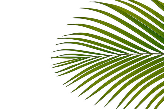 Tropical Green Palm Tree Branch Isolated PNG Transparent Background
