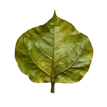 Leaf green foliage isolated on a transparent background featuring intricate veins and natural textures for botany