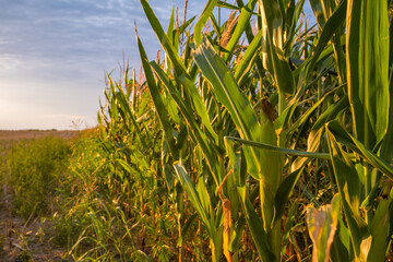 Naklejka premium Green corn field with tall maize plants, broad leaves, ears and tassels glowing in warm evening sunlight beneath a cloudy blue sky