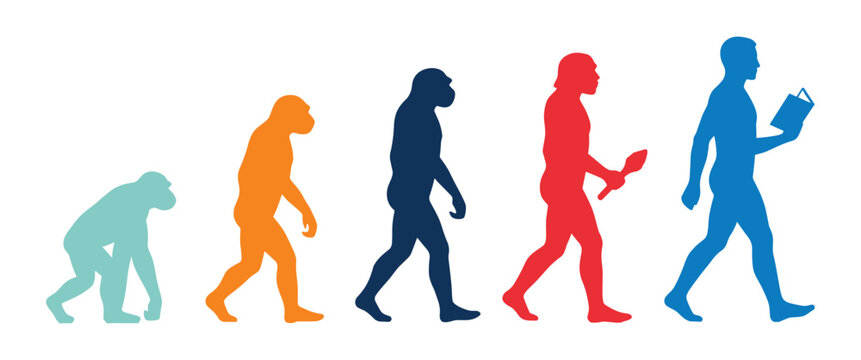 Human Evolution in Stages: A colorful depiction of human evolution, showcasing the progression from an ape-like ancestor to a modern human reading a book.