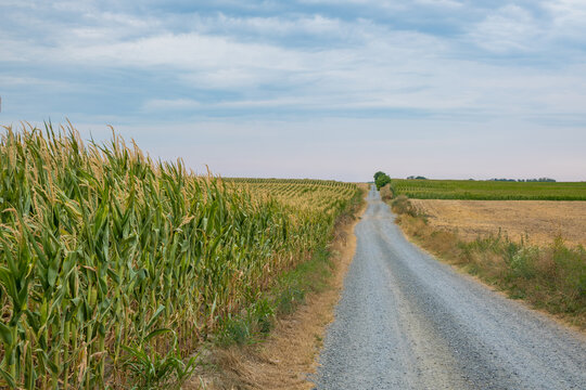 Expansive cornfield beside a gray gravel farm lane, with cultivated rows, distant treeline, dry grass, and blue cloud-filled sky