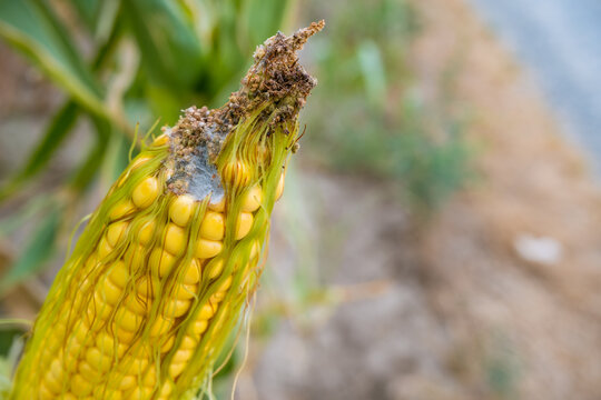 Close view of yellow corn cob eaten by caterpillars, with exposed kernels, damaged silk, brown debris, and mold against a blurred green field