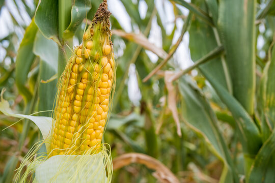 Exposed yellow corn cob with missing kernels and exposed silk, damaged by caterpillars while growing among green maize leaves in a field