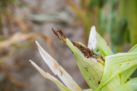 Green caterpillar feeding on a damaged corn ear, with torn husk, exposed brown debris, holes, and dried plant fibers in an outdoor setting