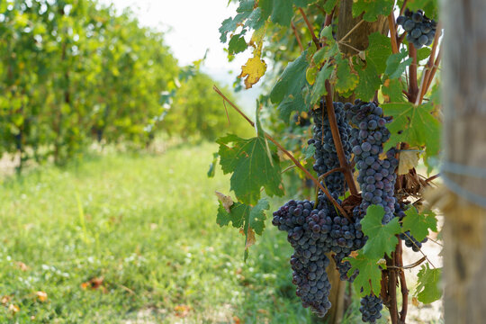 Viaggio nelle Langhe, territorio del buon vino
