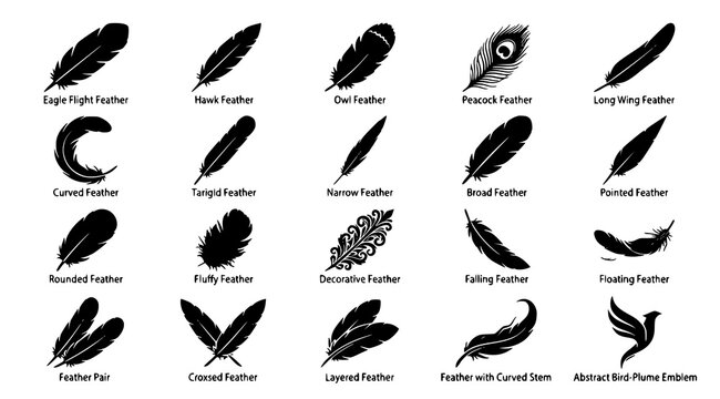 Bird feather vector icon collection with eagle hawk owl peacock flight and decorative black silhouettes