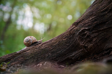 Grape snail (Helix pomatia) slowly moving on the textured bark of a fallen tree on a blurred green background. © Kulbabka
