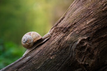 Grape snail (Helix pomatia) slowly moving on the textured bark of a fallen tree on a blurred green background. © Kulbabka