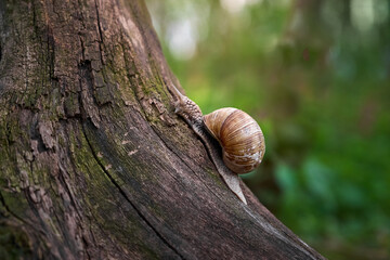 Grape snail (Helix pomatia) slowly moving on the textured bark of a fallen tree on a blurred green background. © Kulbabka