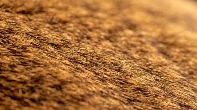 Closeup of coarse brown animal fur texture, detailed natural hair pattern with warm golden lighting, soft focus background, organic material surface for design backgrounds