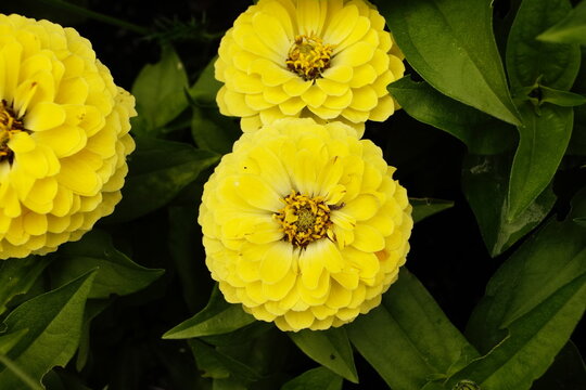 Zinnia gialla in fiore con foglie verdi