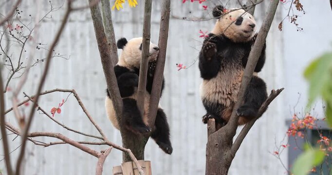 Two giant panda babies playing on the tree