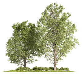 Pair of green deciduous trees growing from a low shrub-bordered lawn base, cut out on a transparent background for architectural rendering post-processing © ANDRIBENKY