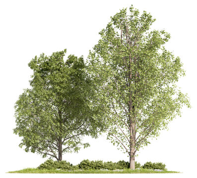 Pair of green deciduous trees growing from a low shrub-bordered lawn base, cut out on a transparent background for architectural rendering post-processing