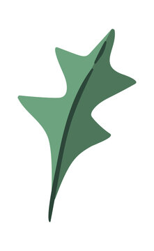 Holly Leaf Botanical Element Clipart