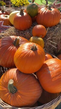 Many different pumpkins and decorations on the hay on autumn festival. Fall mood, harvest holidays, farm market.