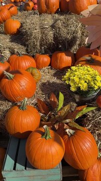 Many different pumpkins and decorations on the hay on autumn festival. Fall mood, harvest holidays, farm market.