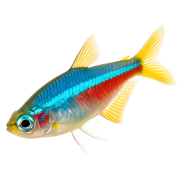 Vibrant neon tetra fish isolated on a white background