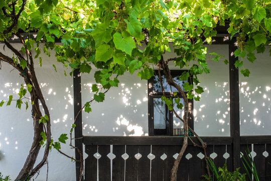 Detail of historic architecture with a grapevine arbor and decorative wooden balcony in Holl&oacute;kő.