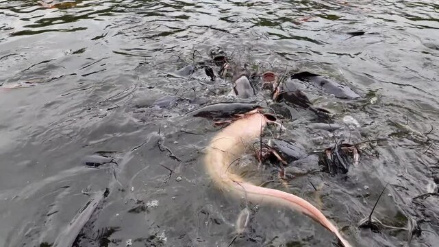 Close-up view of hungry catfish schooling and feeding at the water surface, featuring a distinctive white albino catfish in a park pond