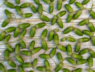 Green Acorns Scattered On Whitewashed Wooden Boards From Above © IULIIA AZAROVA