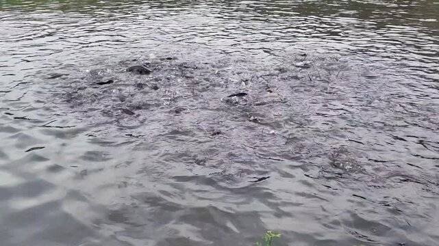 Close-up view of hungry catfish schooling and feeding at the water surface, featuring a distinctive white albino catfish in a park pond