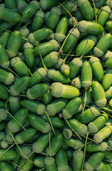 Vertical Full Frame Pile Of Green Acorns From Directly Above Nature Background © IULIIA AZAROVA