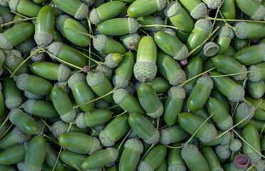 Dense Pile Of Green Acorns With Tangled Stems From Above © IULIIA AZAROVA