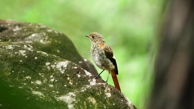 Juvenile Daurian Redstart Turning and Taking Off Rock 4K