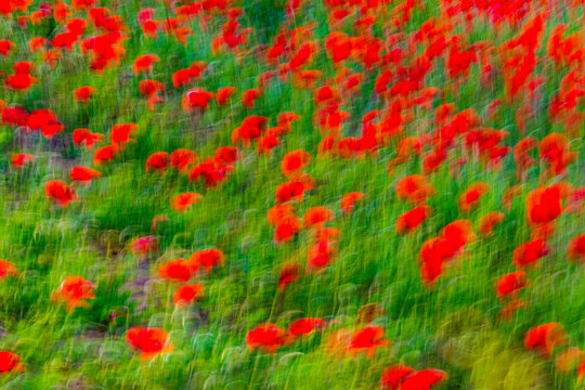 Abstract red poppies field blurring with motion