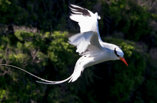 Red-billed Tropicbird catching an updraught