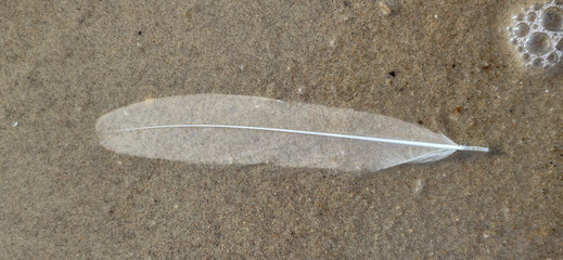 Delicate white bird feather lying on wet beach sand with small sea foam bubbles, creating a simple natural coastal composition with detailed texture. © INGA