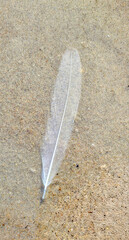 Single white bird feather lying on wet beach sand, creating a simple natural composition with detailed sandy texture and copy space. © INGA