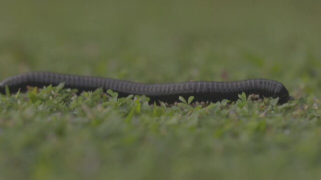 Giant millipede Spirostreptus centrurus crawling through green grass in natural habitat, detailed macro view of a large arthropod moving slowly with many legs. Slow motion. ProRes 422 10 bit C-LOG.