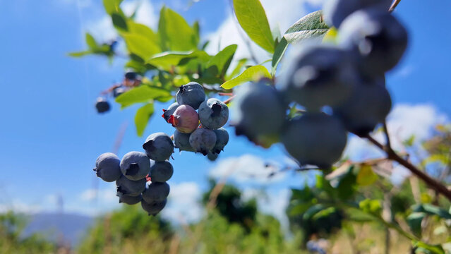 Fresh blueberries ripening on a bush in Sever do Vouga