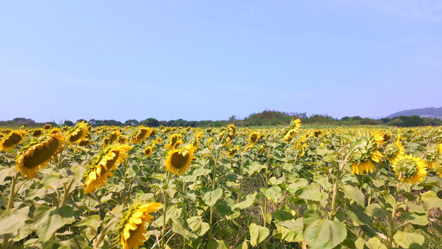 Vast field of blooming sunflowers under bright daylight near Praia da Arda in Viana do Castelo Portugal