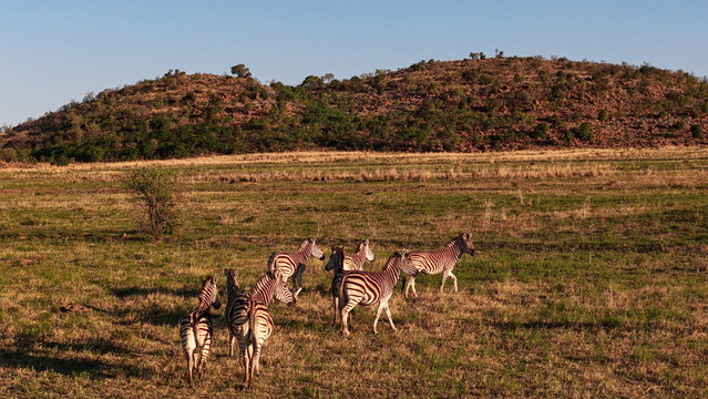 Aerial view of a herd of zebras walking through the natural grassland with rolling hills in the background in Kruger Park, Mpumalanga, South Africa.
