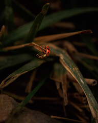 Red ladybug with black spots on a plant in natural habitat © Cele