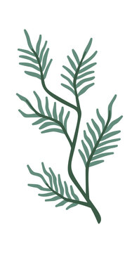 Pine Branch Sprig Botanical Cartoon