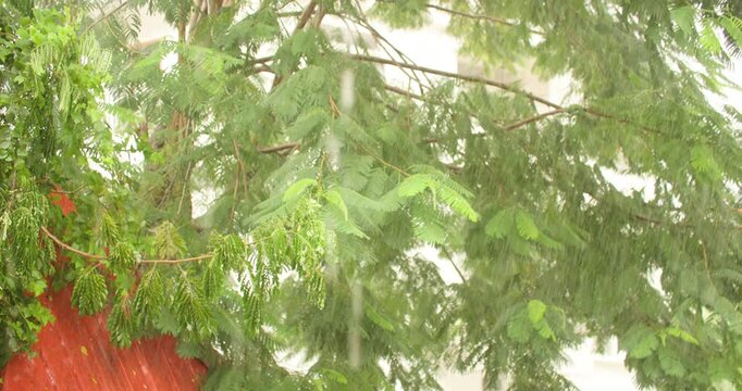 Cinematic close up shot of heavy monsoon raindrops pouring over lush green garden tree foliage in Kamrup, Assam, India
