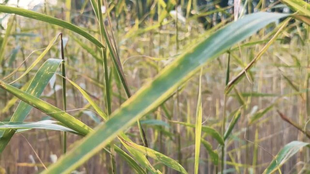 Close-up of Backlit Reed Leaves Swaying by the Water