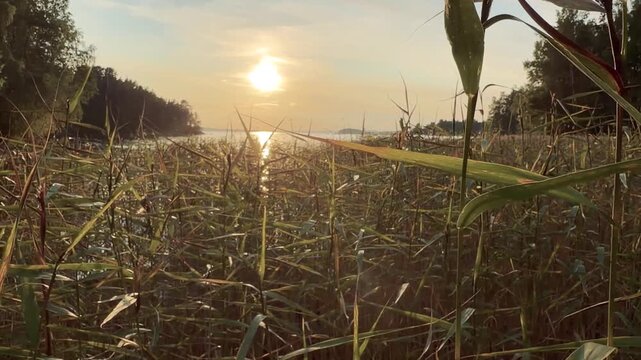 Low Sun Shimmering on Water Behind Lakeside Reeds
