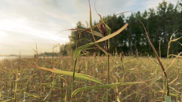 Reed Stems Silhouetted Against a Golden Lake Sunset