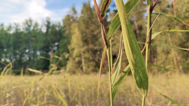 Reeds Swaying Against Forest and Blue Sky by a Lake