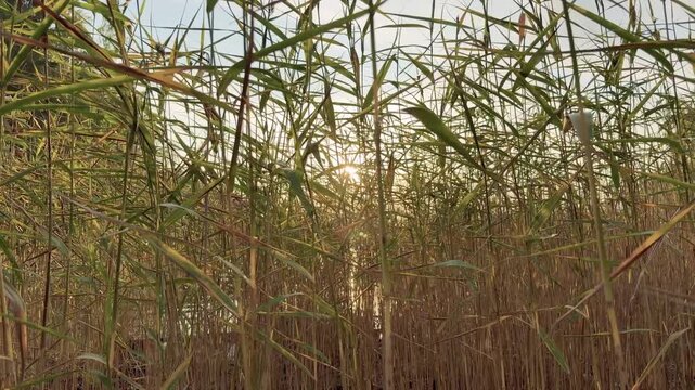 Tall Reeds Backlit by the Setting Sun at a Lake Shore