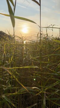 Sun Setting Behind Tall Reeds by the Lake Vertical