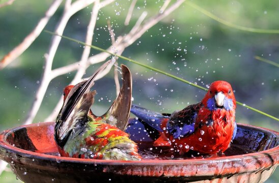 Crimson Rosellas (Platycercus elegans) bathing, South Australia