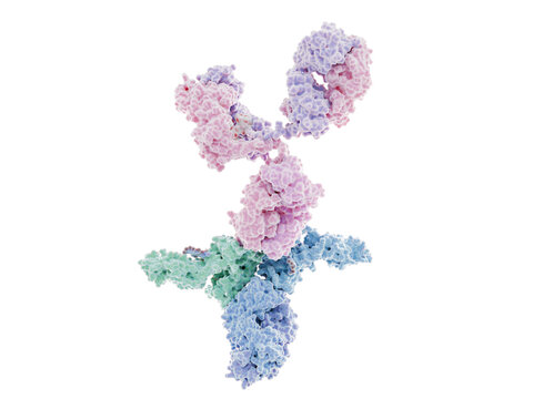 IgG antibody (top, violet and pink colors) binding to the  immunoglobulin gamma Fc receptor (hFcgammaRI,  bottom, green, blue colors)