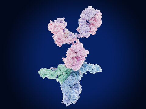 Antibody (IgG, top, violet and pink colors)) binding to the human  immunoglobulin gamma Fc receptor (hFcgammaRI, bottom, green, blue colors)